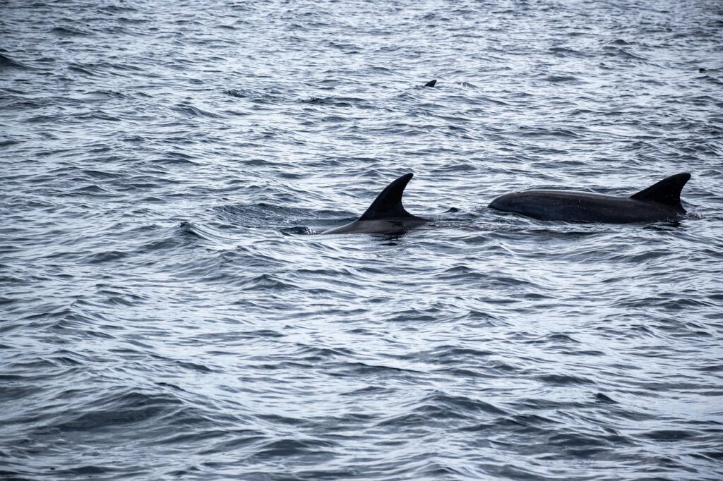 Dos delfines nadan juntos en la superficie del mar, en una imagen captada cerca del puerto de Barcelona, donde recientemente se ha observado un aumento de cetáceos
